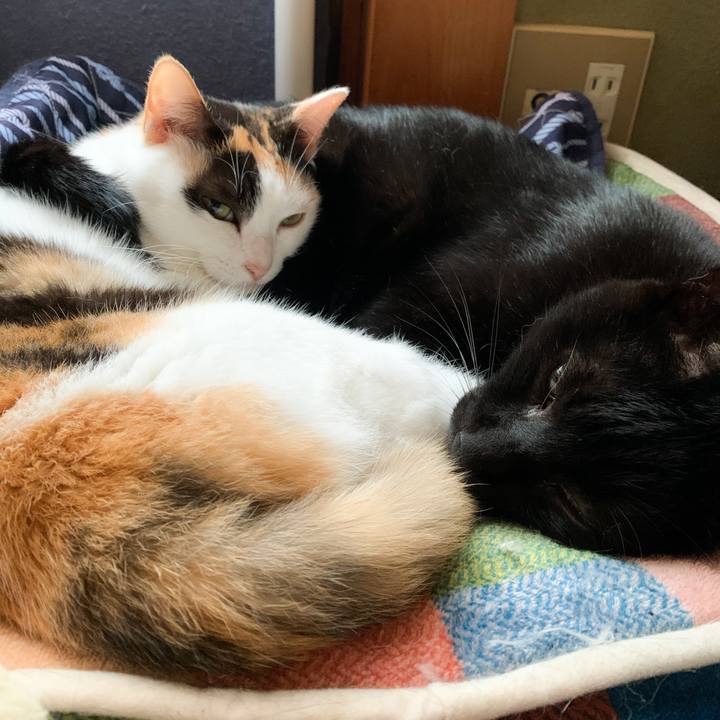 Fe2947c0 e1c7 4058 832b 3cd7f8d06004 1575250153415