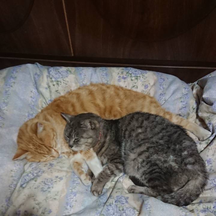 Fe323c13 837a 4fe1 9094 481d9d1dcaf0 1587989495824