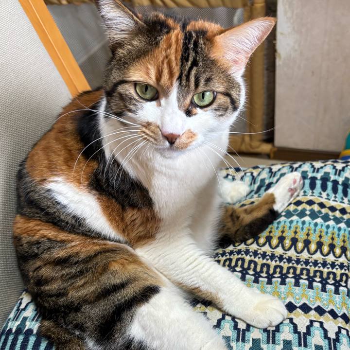 Fe331a0c af45 4a31 9622 1e134d7efc3f 1741161787300