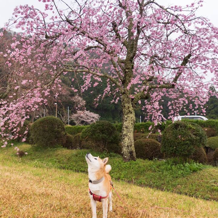 Fe3382e7 a038 48e7 8adb ecd16b34bd57 1585646381779