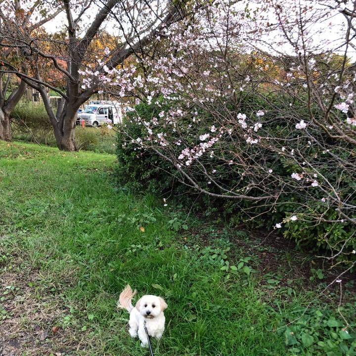 Fe338423 1405 45f1 abb8 01ef76c797f3 1510831308081