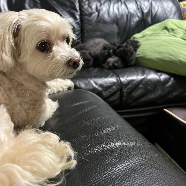 Fe3447cf c248 443e af5d ba8e65d4db41 1757671162567