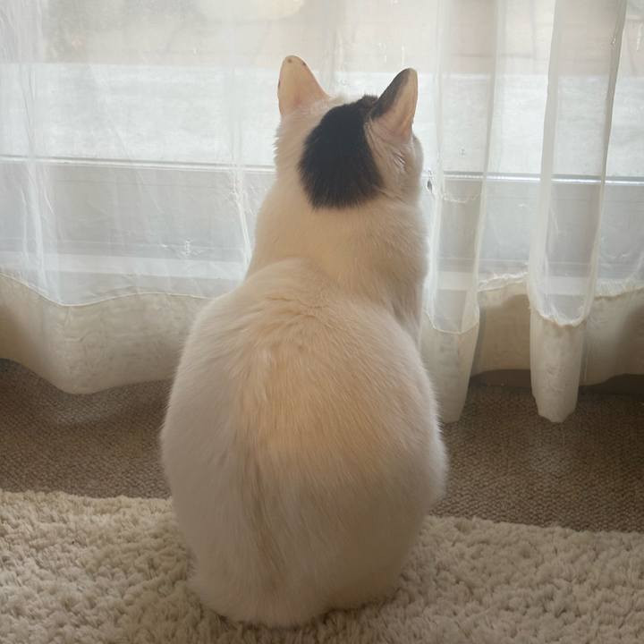 Fe34927c c782 4321 aaa9 734b6484bcf3 1739488848361