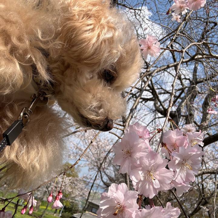 Fe34db6c 2d6a 4ef5 b28a 0c00e1c4524f 1775136606570