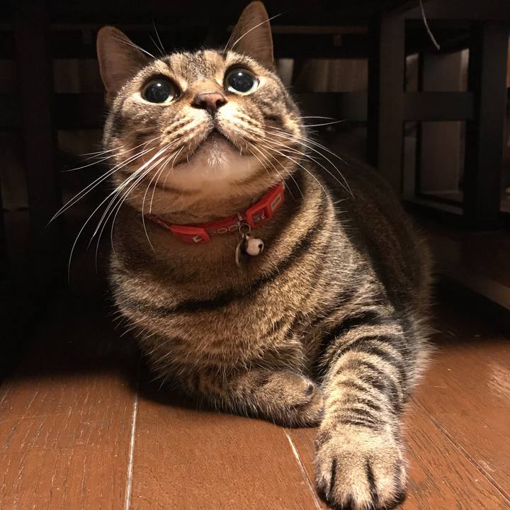 Fe394f99 39c6 41af 80e4 e3c8492f8fb6 1575374178226