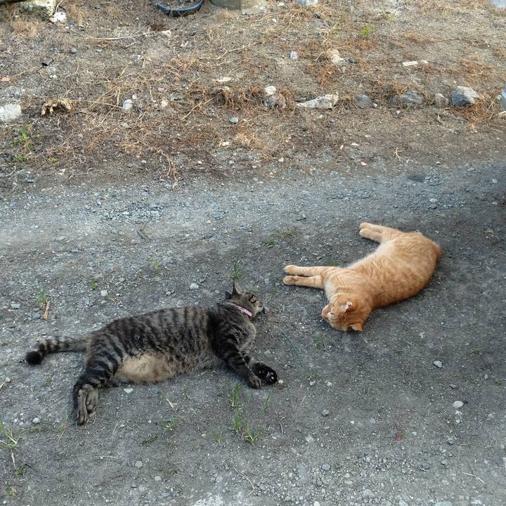 Fe42fc44 022c 41f9 adce 2dd2eeb6ad01 1724228082830