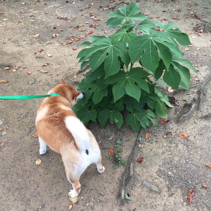 Fe46c977 56e5 4762 b70f 91c520db4ed0 1600299101478