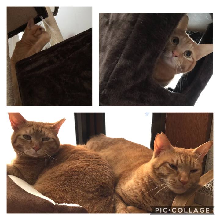 Fe46fa40 ad5a 4e40 9c5f 88ed5489c9c7 1587252469864