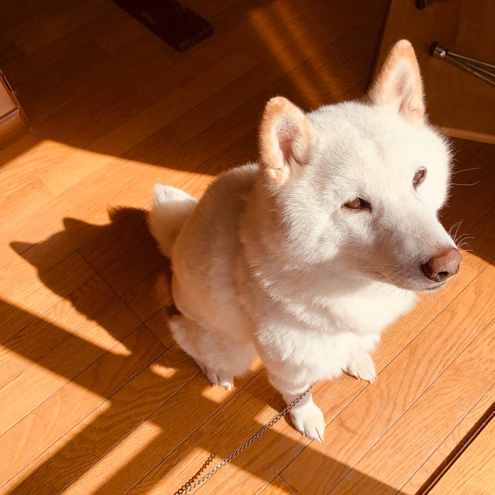 Fe4a330e fa27 4c8a aa4f 57edb78a2226 1584499126539