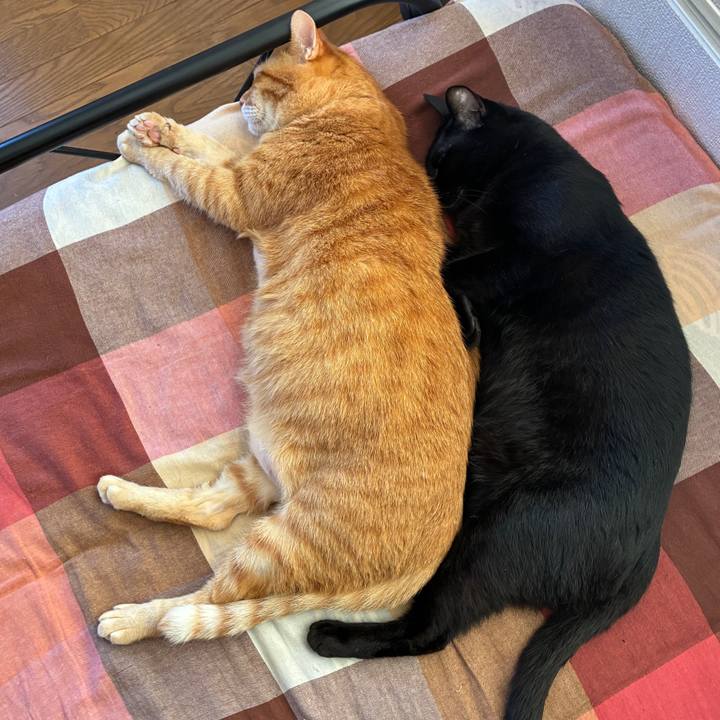 Fe4fc848 c636 4e04 9ebb e3c84865c432 1753310940137