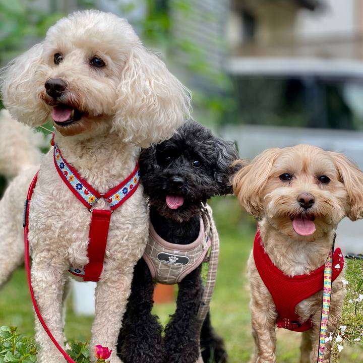 Fe52f7dc a094 4d9a b847 8ebaff4a873e 1765112734849