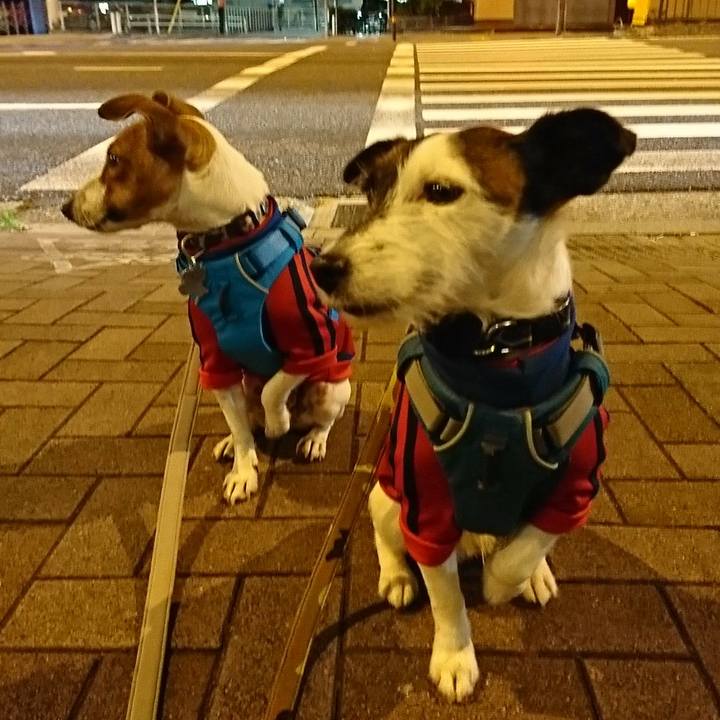 Fe57f2b4 540c 4c17 bb18 8509f41b271a 1543153226653