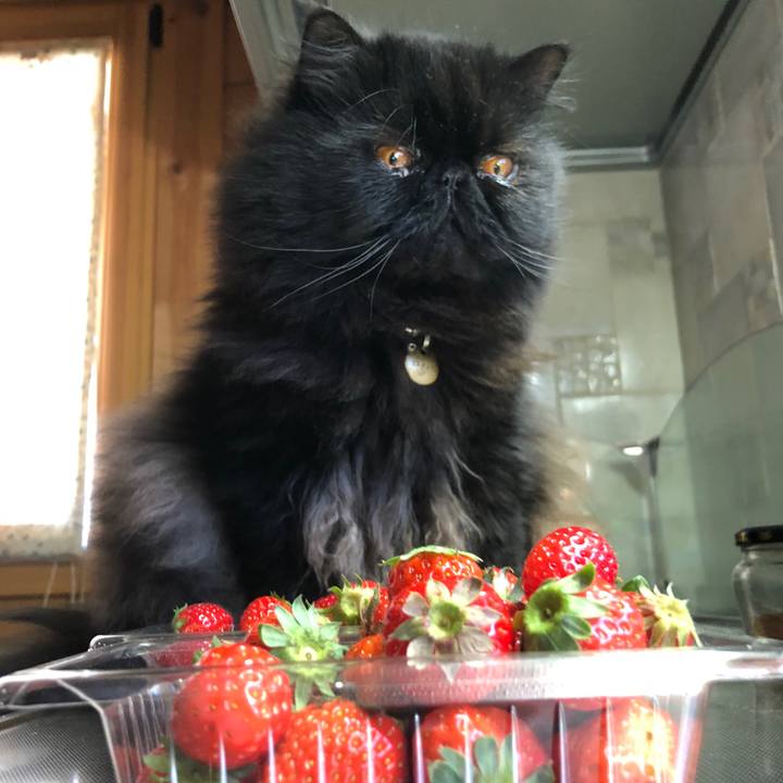 Fe5cae6a 11e7 413b a8ee 0b5f3ba864a3 1584361567120