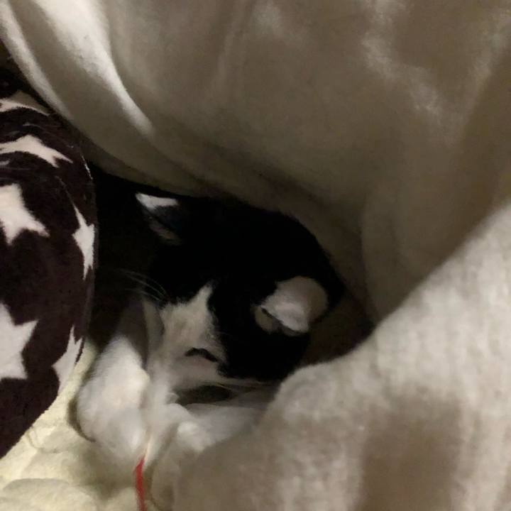 Fe65eca7 a71f 4c96 bef9 41e275ff5e1b 1587316070317