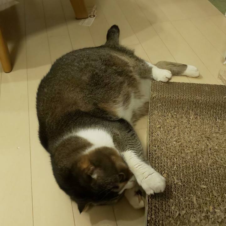 Fe68020f 0579 455f 95c5 f9e3096c7864 1579872834610