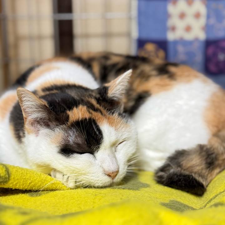 Fe68aff6 2dfa 4de0 99ec 5693e60f5e82 1766625740751