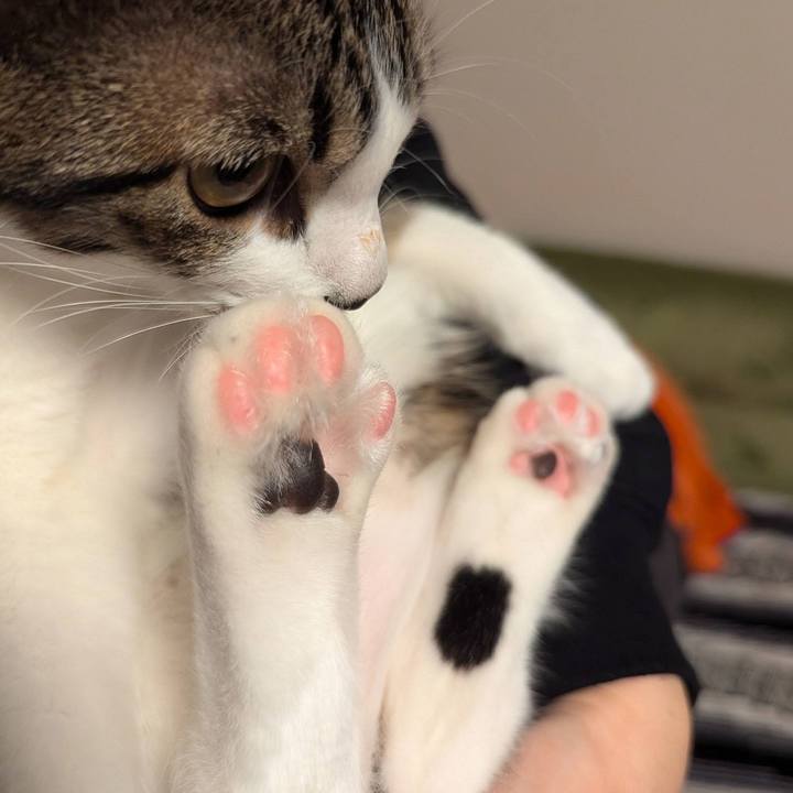 Fe6980bd 30de 4df2 a852 1978ff4a64b3 1734864499168