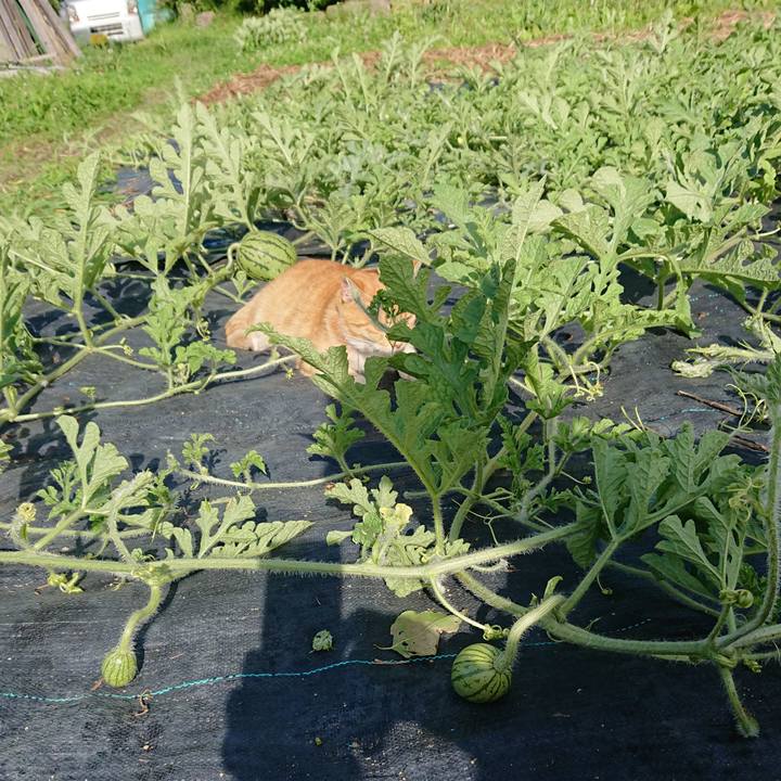 Fe698a0f f33a 4972 a9d8 1be1ef2c55b1 1594539733176