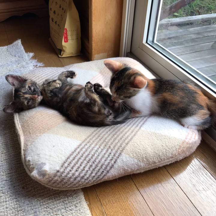 Fe6b3ecd 4661 4fc9 9d41 781bc366d29e 1597446478456