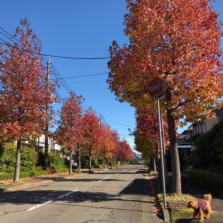 Fe6c6a2a 6156 44de 9595 c6c7bccff346 1540647973181