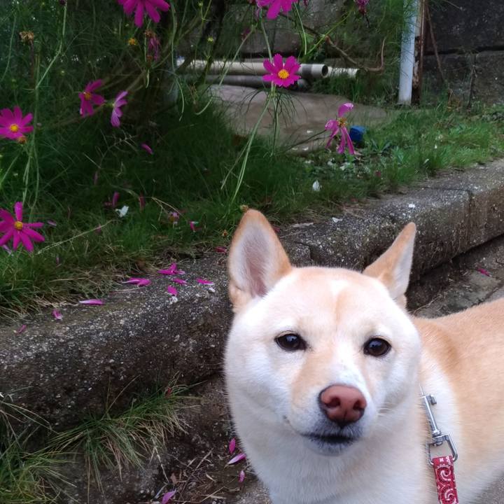 Fe6e3d5d 7d95 4e1e a45a 9d6d158ead0c 1539247566827