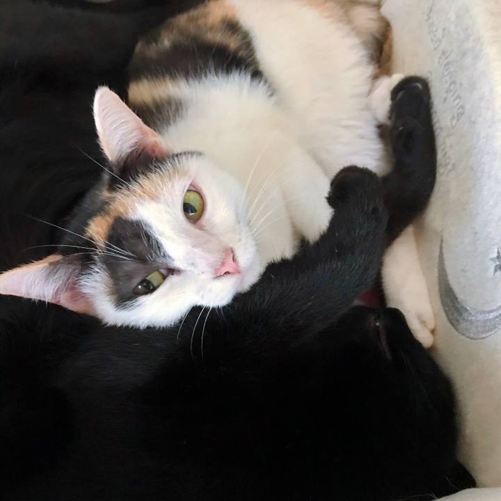 Fe72117f 9047 483e 9fe4 7c7e8bce7f53 1508724358011