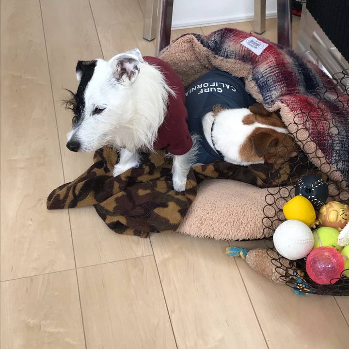 Fe74c351 065e 4860 9dd8 13fe03012e77 1540684128681