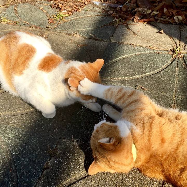 Fe77c170 706f 4d4b 8b27 b579efe3e37b 1513481001080