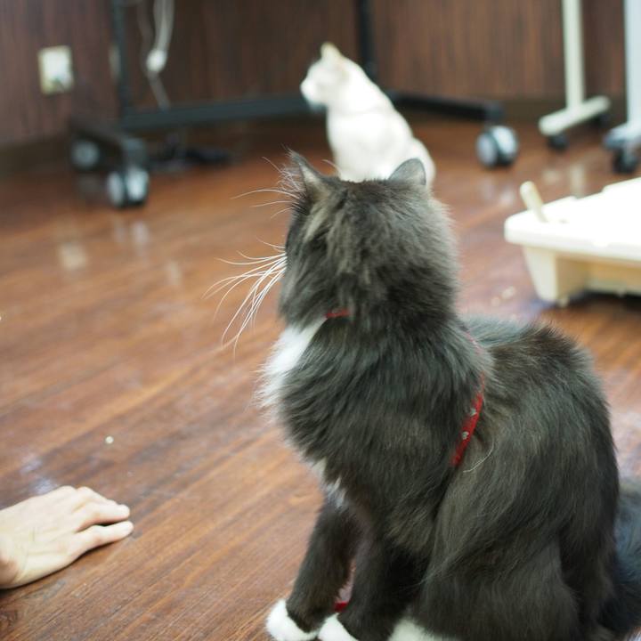 Fe7880e4 a93f 4e6b a414 8617a79ed4ec 1529329290278