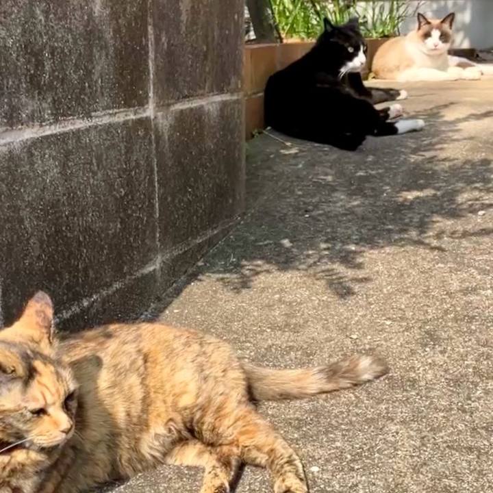 Fe7ca91b 3f9d 46e5 ba34 4ab894fc913f 1742613576895