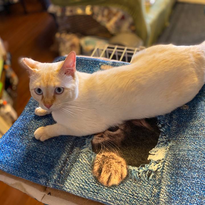 Fe7fa378 434c 4450 b327 2cff653994b8 1590132861917