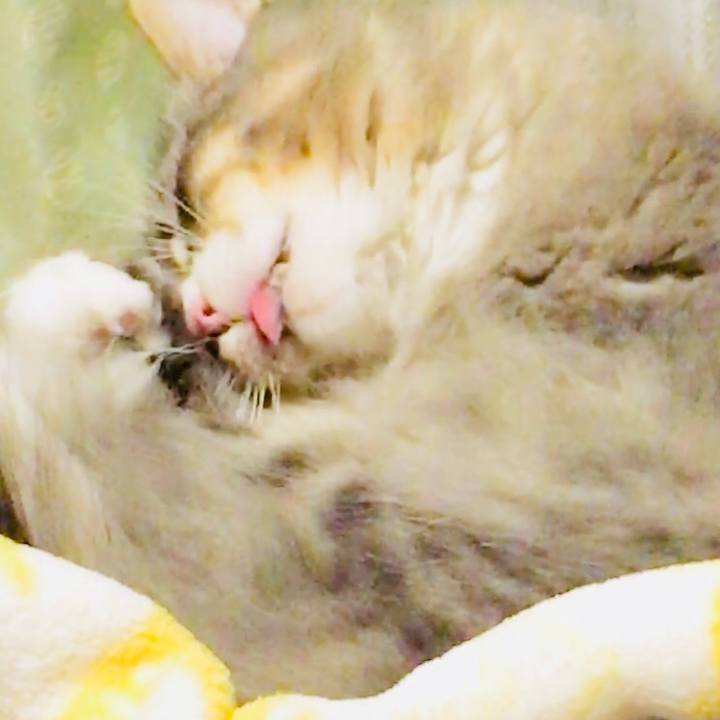 Fe80d12a a653 4d2a a4f7 ac06d8e02714 1510684341869