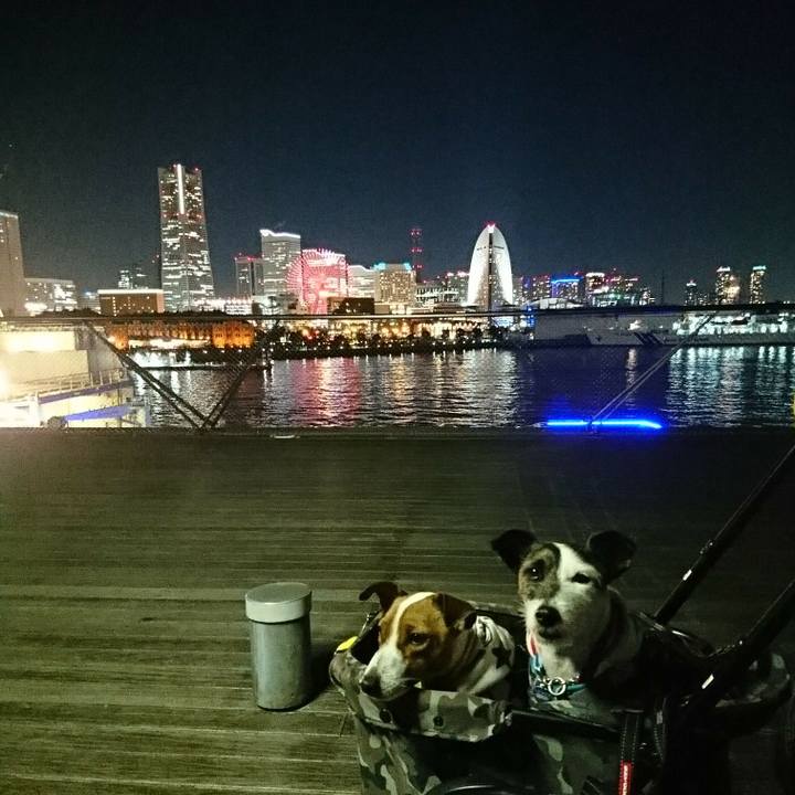 Fe81dbf6 7630 4ca2 80e1 3bd44725cbc3 1549108227182