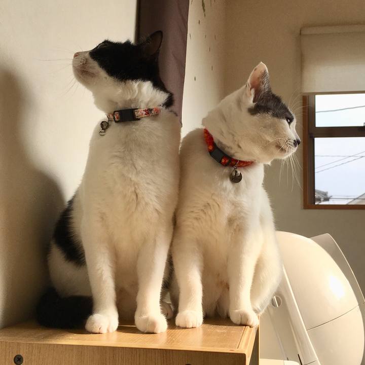 Fe87bc67 144d 4fe6 ad78 3f9460536560 1541982267629