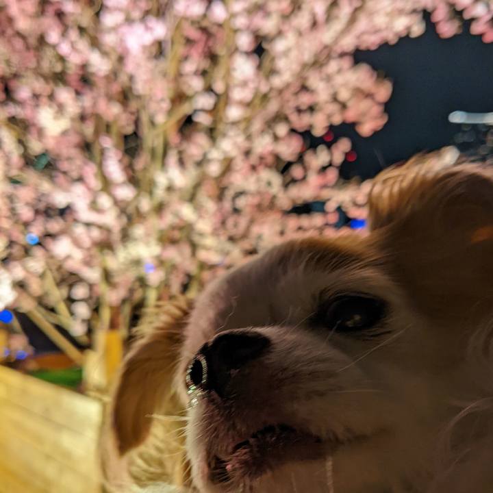 Fe8a8055 baac 424d b281 6746fc274416 1648216028456