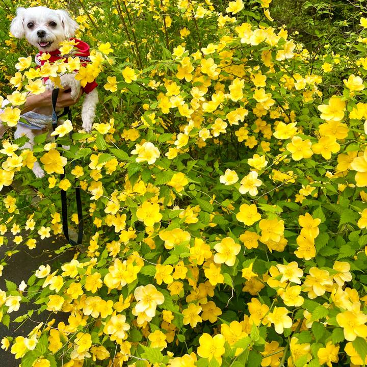 Fe8cf66e 34a9 4f8f ad38 f815df88c162 1619408301525