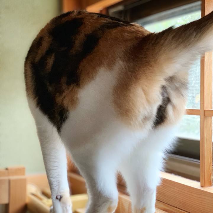 Fe8ec6fb ff67 4432 adc9 cb80a9e4485f 1545615258533