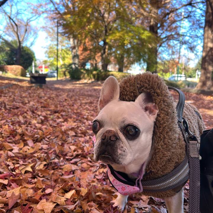 Fe911a1d fc06 4021 a846 410961378113 1765105924349