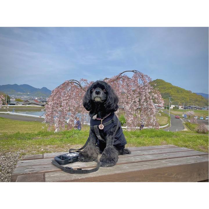 Fe940f5c 783c 448a 93bd 4f2835915f89 1680494894429