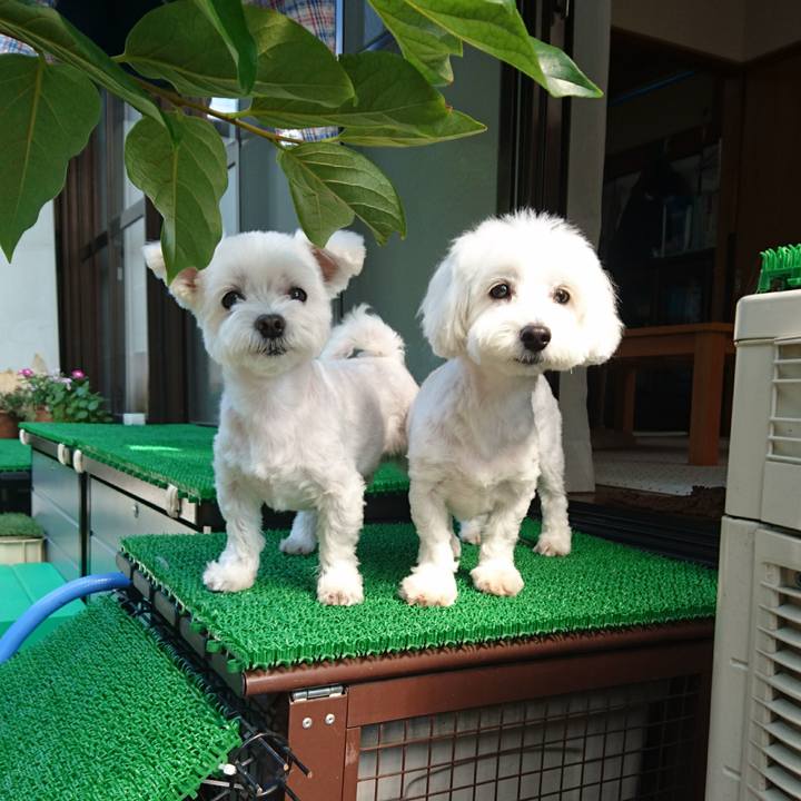 Fe99a058 1db5 4c30 8ebf 5bd31b62b09b 1512017140888