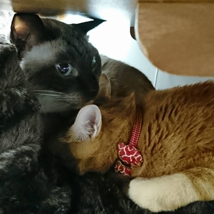 Fe9c89c1 59d0 474c af9b 1fed8aea24fa 1508282038378