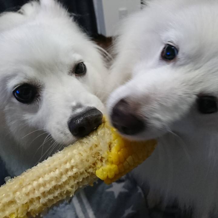 Fea0007a 5a86 42a2 aeec 5e25e47569e3 1597490374531