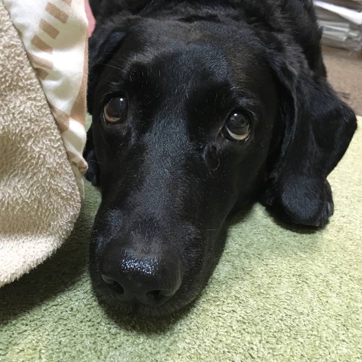 Fea10022 64aa 4cca a333 2b2889eea7f5 1543882742858