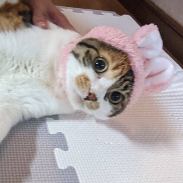 Fea3499a 4feb 412d aafd 48b60f24f286 1666778140083