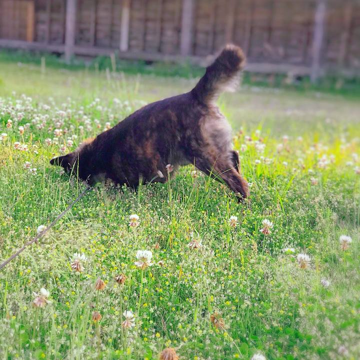 Fea70c1d 5479 41f0 87ab 90e6462ab978 1527975689488