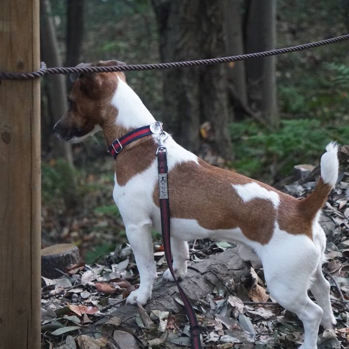 Fea85028 04a4 4088 80c1 76933d4da192 1511049668755