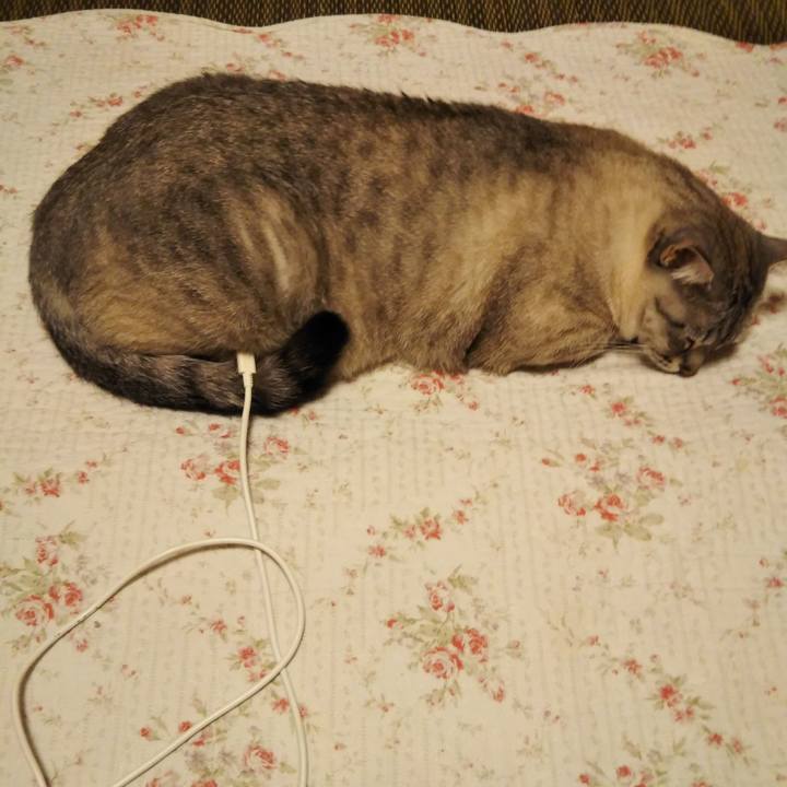 Fea88437 18f3 4f7c 9233 c2762f41f865 1586962050014