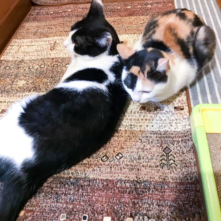 Fea8c2ce 38a1 4ddc a231 485fedd766ca 1510239016146