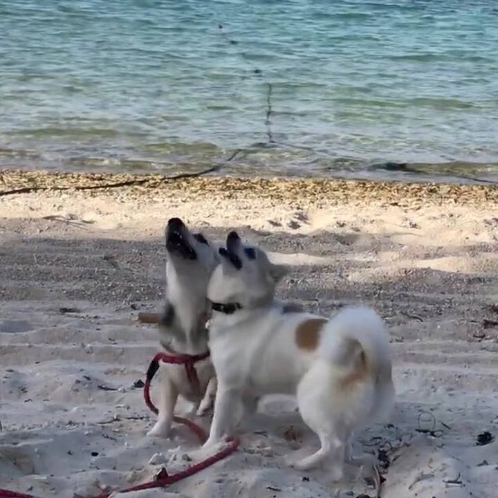 Feb0edc6 a6fe 4207 b8c2 ceff24dcb28f 1526045009737