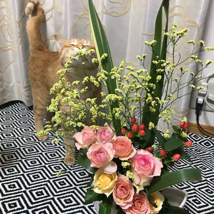 Feb19e45 8980 4eda ba64 5add9827bf30 1526257562768